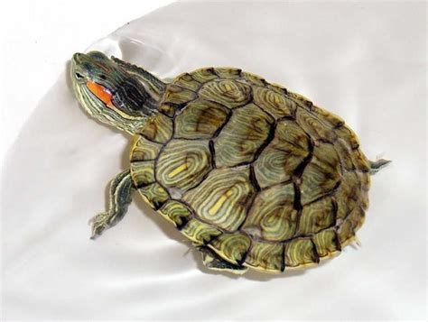 天德日 巴西龜